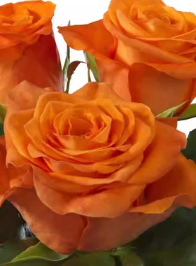 新品【橙色波浪】月季花苗 灌木橙色重瓣抗寒盆栽植物 阳台庭院