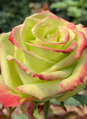 新品 青苹果 月季花苗 大花灌木直立勤花切花玫瑰 庭院阳台盆栽