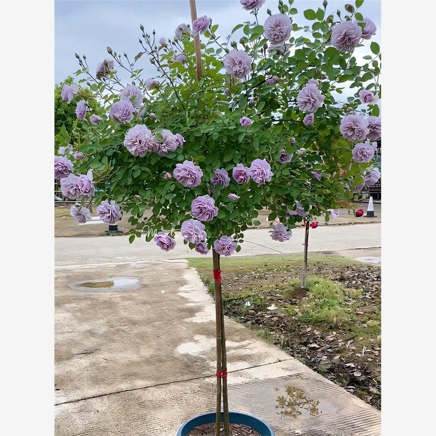蓝色阴雨棒棒糖树状月季花树苗特大花玫瑰四季阳台庭院浓香可垂吊