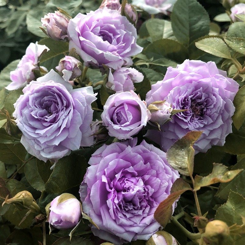 蓝色 晴空/青空月季花苗大花灌木粉紫色栽植庭院阳台玫瑰花盆栽,鲜花速递/花卉仿真/绿植园艺,月季/蔷薇/玫瑰,淘宝优惠券,粉丝福利购,淘宝优惠卷