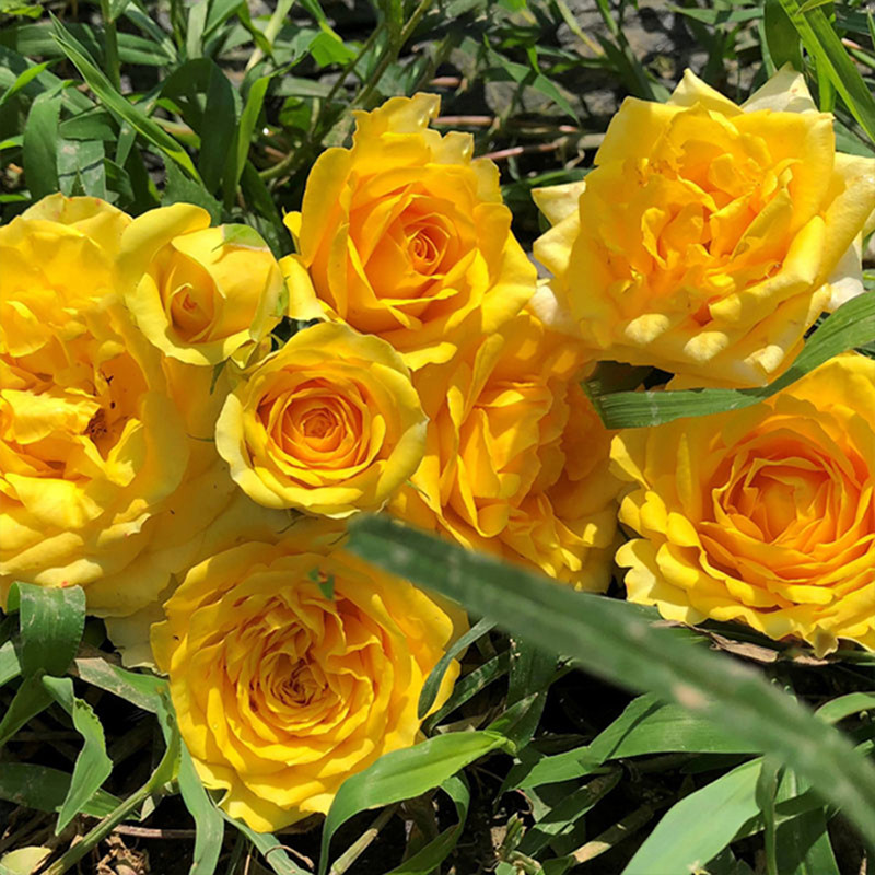 黄金海岸/阳光沙滩 月季花苗 切花灌木勤花大花玫瑰阳台庭院盆栽