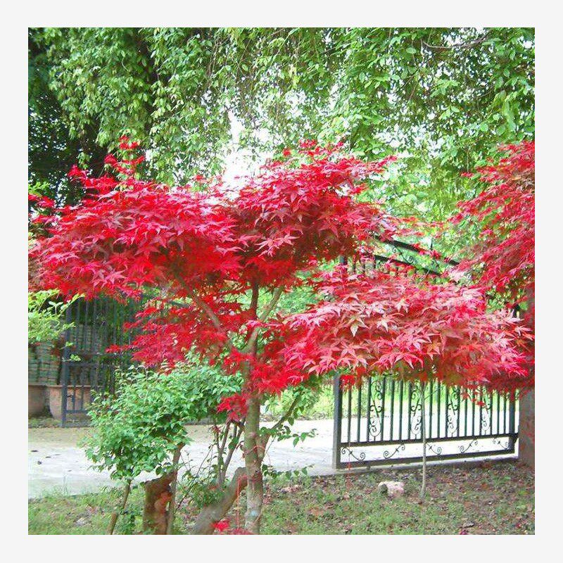 日本红枫树苗美国红枫中国红枫红舞姬风景树庭院栽种盆栽地栽耐寒