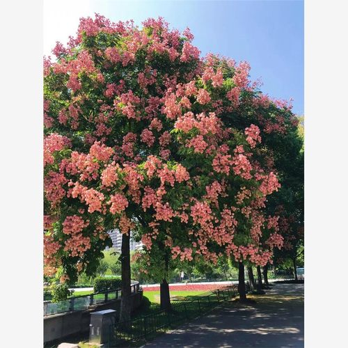 栾树树苗行道风景树南北耐寒