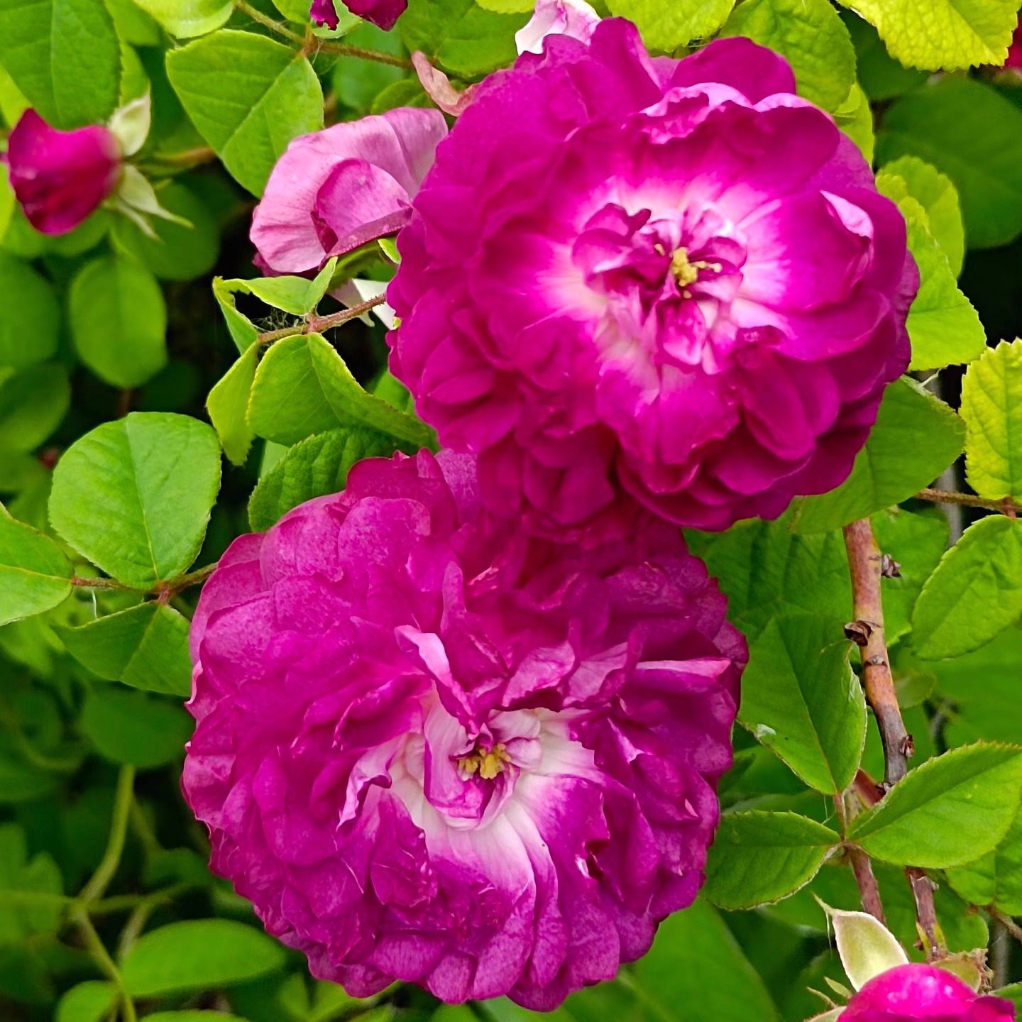 藤本 黎塞留主教 月季花苗多花灌木爬藤攀援阳台庭院盆栽地栽植物,鲜花速递/花卉仿真/绿植园艺,月季/蔷薇/玫瑰,淘宝优惠券,粉丝福利购,淘宝优惠卷