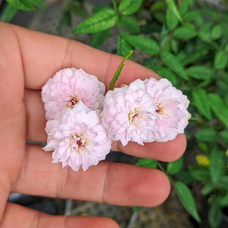 日本微型月季多头勤花浓香重瓣