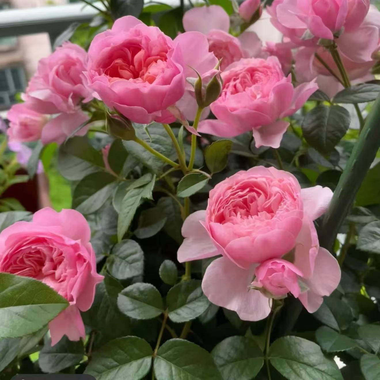 盈盈粉 月季花苗灌木多头勤花粉橙黄色多变阳台盆栽庭院玫瑰花卉,鲜花速递/花卉仿真/绿植园艺,月季/蔷薇/玫瑰,淘宝优惠券,粉丝福利购,淘宝优惠卷