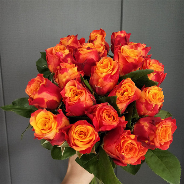 切花火焰 月季花苗 肯尼亚 花罗西玫瑰灌木大花勤花 阳台庭院盆栽,鲜花速递/花卉仿真/绿植园艺,月季/蔷薇/玫瑰,淘宝优惠券,粉丝福利购,淘宝优惠卷