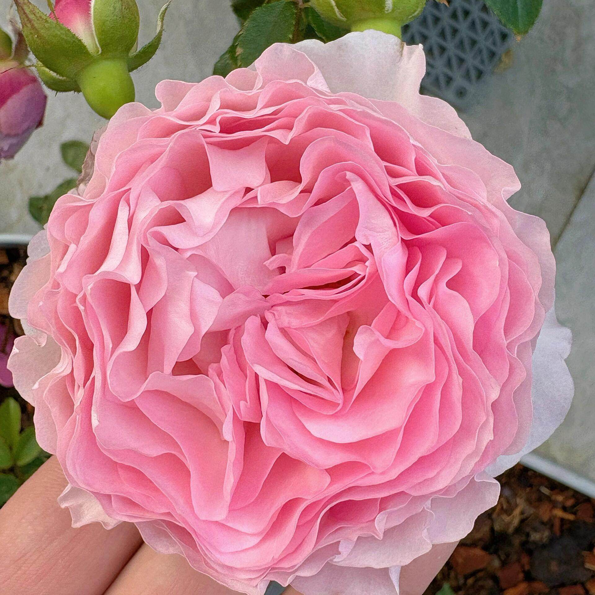 新品 云舒 月季花苗 灌木 勤花多头切花月季波浪花边庭院阳台盆栽,鲜花速递/花卉仿真/绿植园艺,月季/蔷薇/玫瑰,淘宝优惠券,粉丝福利购,淘宝优惠卷