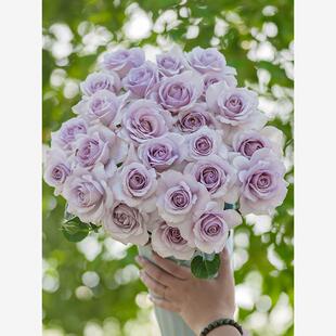 新品 千重岚 月季花苗重瓣灌木多头勤花淡香切花玫瑰庭院阳台盆栽