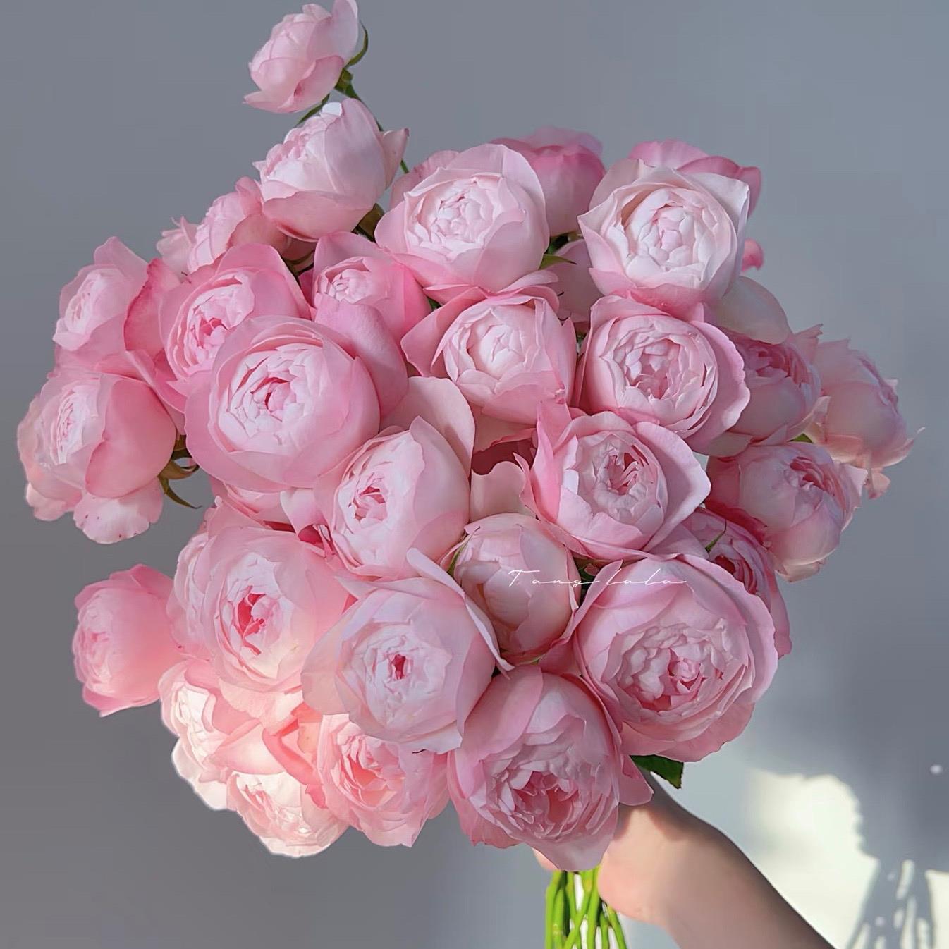 草莓杏仁饼 月季扦插花苗 庭院植物花卉玫瑰 多季开放