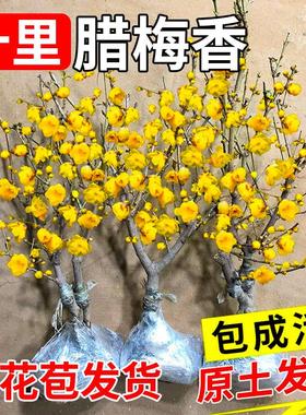 腊梅花树苗盆栽丛生地载庭院风景树耐寒红梅矮化老桩原生素心腊梅