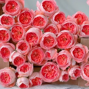 多花灌木勤花多头玫瑰 新品 花苗 红色露台月季 庭院阳台盆栽 诺娃