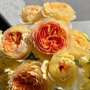 焦糖古董 月季花苗浓香灌木 阳台庭院大花 勤花盆栽花卉植物