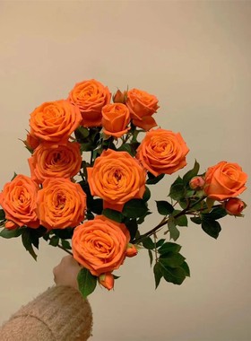 新品【橙色记忆】月季花苗灌木多头切花庭院阳台盆栽勤花植物花卉