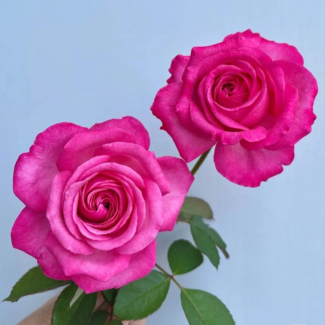 桃灼蓝天 月季花苗 大花浓香灌木勤花玫红月季玫瑰 庭院阳台盆栽,鲜花速递/花卉仿真/绿植园艺,月季/蔷薇/玫瑰,淘宝优惠券,粉丝福利购,淘宝优惠卷