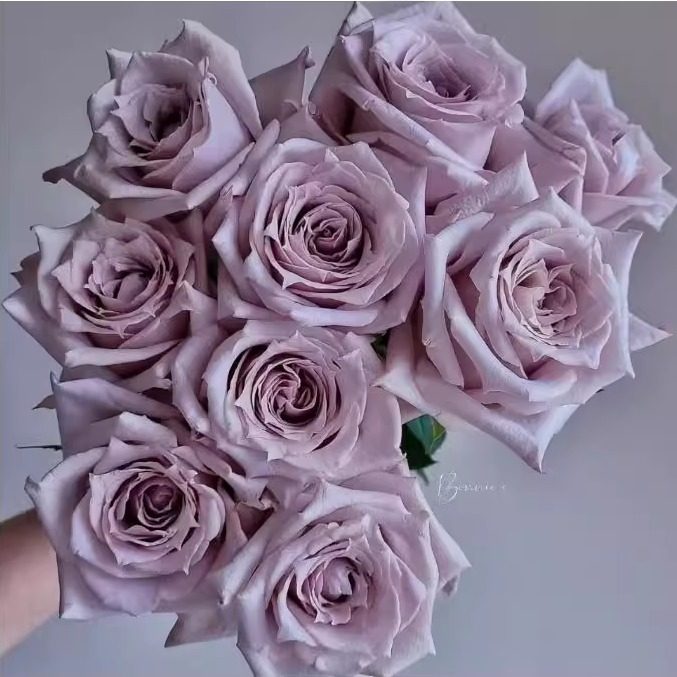 新品 幽兰香 月季花苗切花灌木玫瑰月季 盆栽阳台地栽直立性好,鲜花速递/花卉仿真/绿植园艺,月季/蔷薇/玫瑰,淘宝优惠券,粉丝福利购,淘宝优惠卷