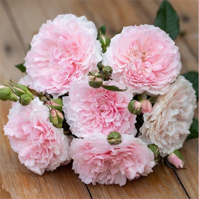 德芮尔/美咲抚子 月季花苗灌木多头勤花丰花浓香月季玫瑰庭院阳台