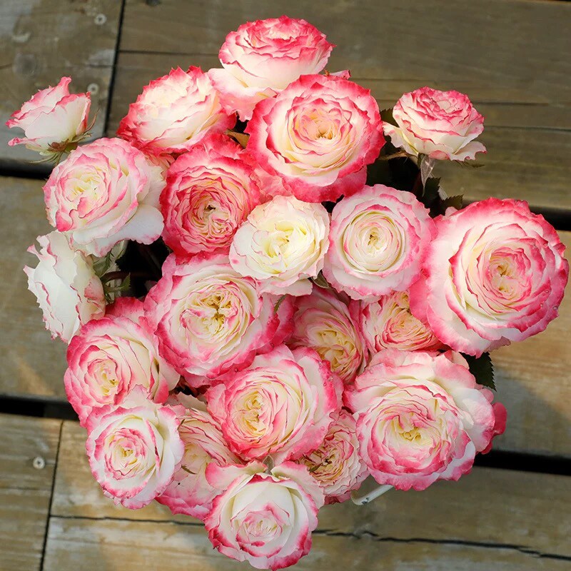 初妆 月季花苗 灌木勤花复色直立丰花茶香月季阳台盆栽花卉绿植