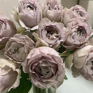 新品 慈善 月季花苗今井清 浓香 灌木切花月季阳台庭院盆栽勤花