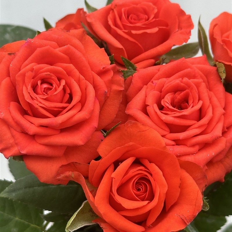 新品 新面孔 月季花苗厄瓜多尔大花灌木直立切花玫瑰阳台庭院盆栽,鲜花速递/花卉仿真/绿植园艺,月季/蔷薇/玫瑰,淘宝优惠券,粉丝福利购,淘宝优惠卷