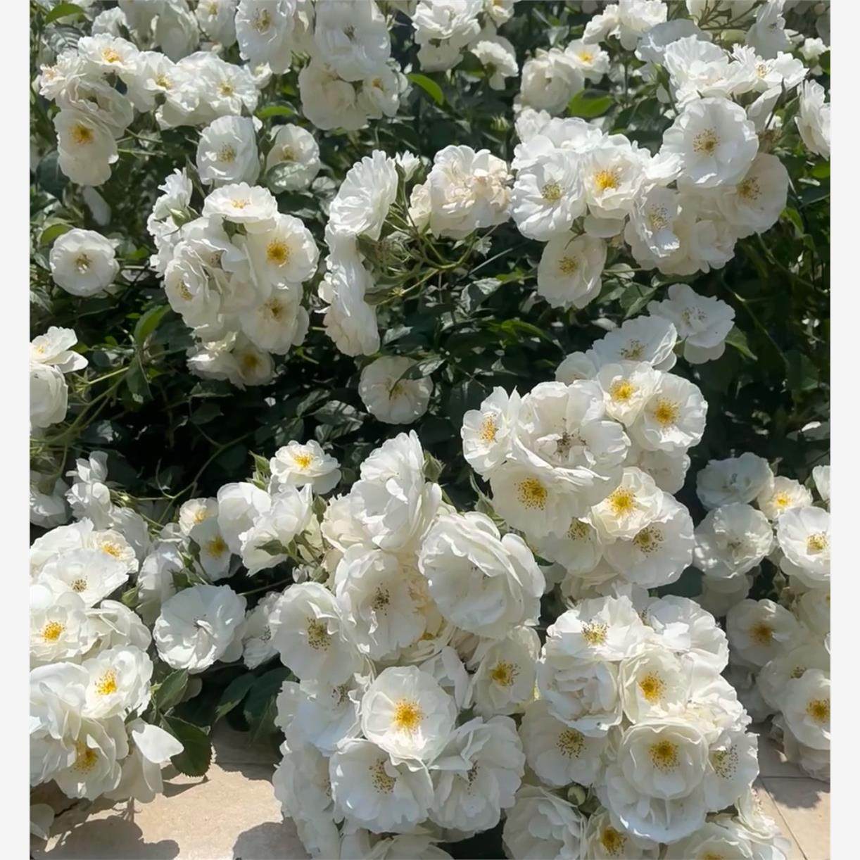 藤本 白帆之冬 月季花苗 攀援多头勤花灌木庭院白色爬藤月季蔷薇,鲜花速递/花卉仿真/绿植园艺,月季/蔷薇/玫瑰,淘宝优惠券,粉丝福利购,淘宝优惠卷