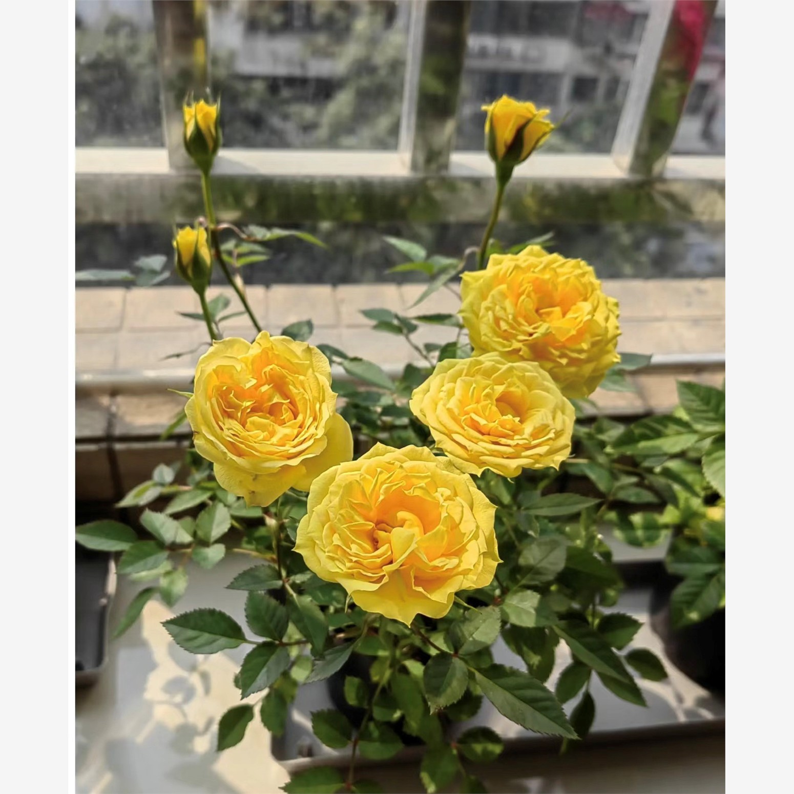 新品 玉米宝石 月季花苗 微型月季阳台盆栽花苗 勤花 多头