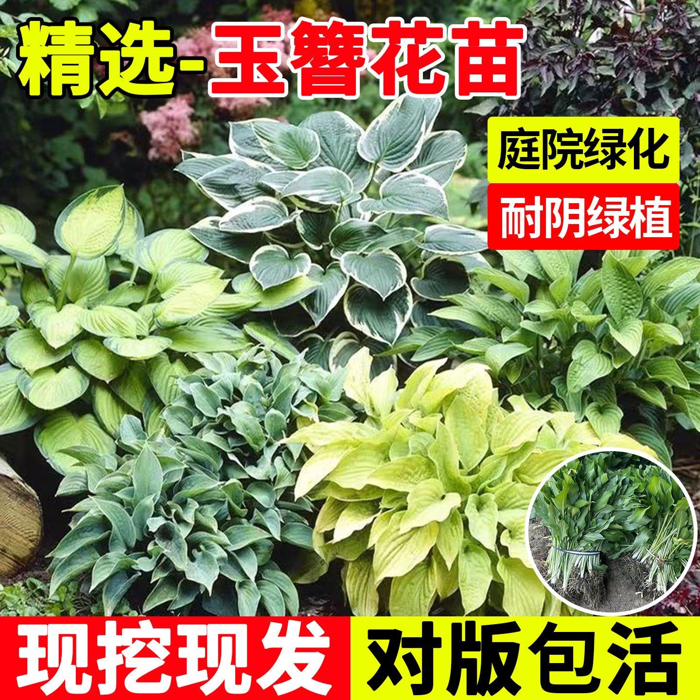 玉簪花苗室外观叶植物庭院绿化耐阴好养园林花镜耐寒花叶金边花卉