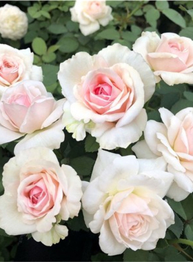 新品 草莓奶昔 月季花苗切花日本月季浓香大花包子型月季玫瑰盆栽