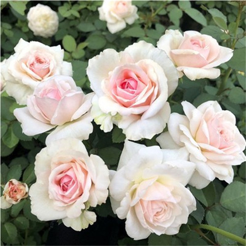 新品 草莓奶昔 月季花苗切花日本月季浓香大花包子型月季玫瑰盆栽