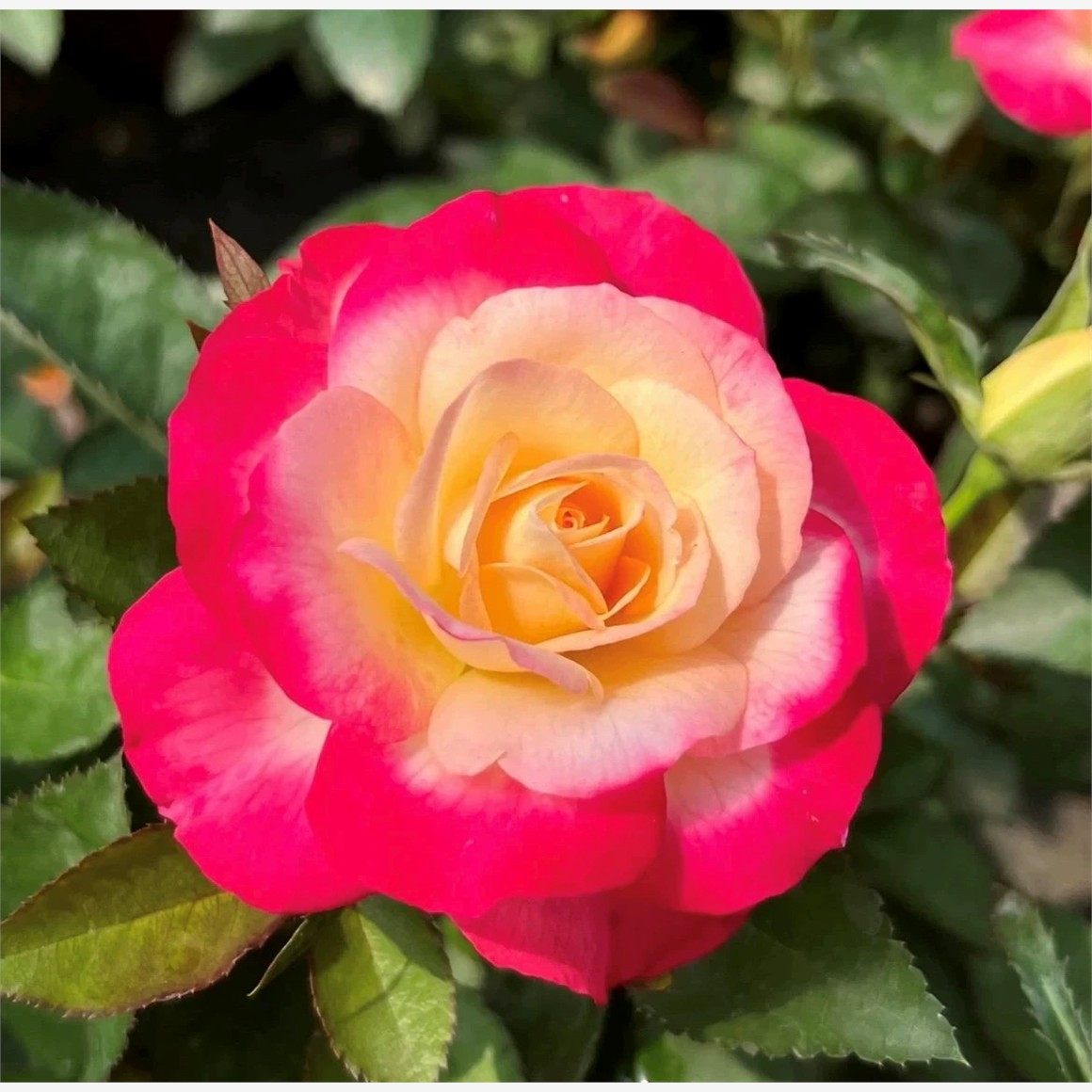 醉红妆 月季花苗 阳台庭院盆栽勤花植物灌木大花玫瑰花卉,鲜花速递/花卉仿真/绿植园艺,月季/蔷薇/玫瑰,淘宝优惠券,粉丝福利购,淘宝优惠卷