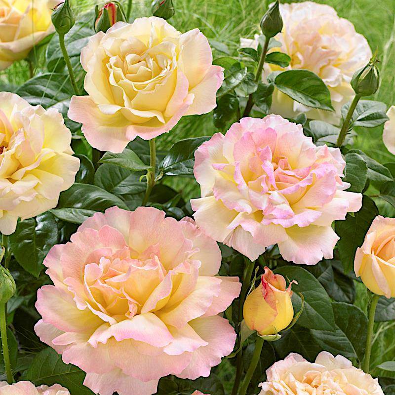 黄和平 月季花苗 大花灌木勤花浓香玫瑰阳台庭院盆栽观花绿植花卉