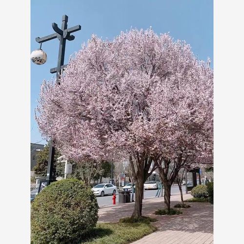 紫叶李树苗速生耐寒行道绿化