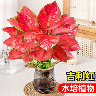 吉利红水培植物如意皇后盆栽大颗万年红花苗办公室内桌面花卉红掌