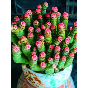 彩色钱串多肉大盆多肉植物钱串子多头群生罕见肉肉室内花盆栽老桩