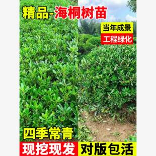 海桐树苗庭院绿化四季常青耐寒耐旱绿植围墙绿篱园林工程球形植物