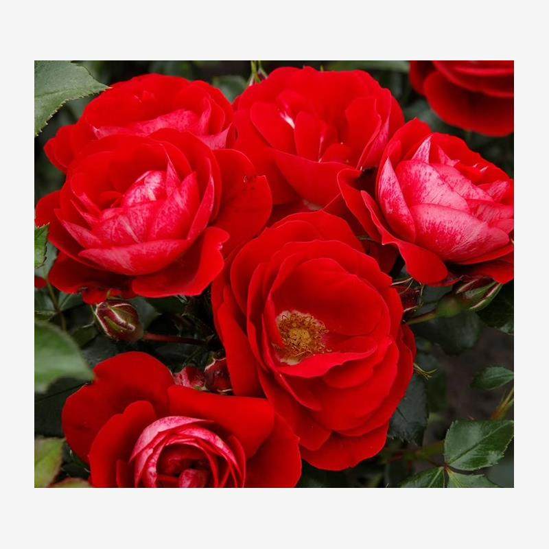 新品 卡拉乔 月季花苗 德国科德斯月季 灌木地被 微香重瓣盆栽