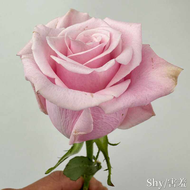 新品 害羞 月季花苗 玫瑰高杯切花大花灌木勤花月季 庭院阳台盆栽,鲜花速递/花卉仿真/绿植园艺,月季/蔷薇/玫瑰,淘宝优惠券,粉丝福利购,淘宝优惠卷