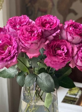 伊芙伯爵 纯伊芙系列浓香包子月季花苗盆栽四季灌木花卉扦插小苗