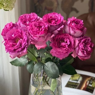 灌木花卉扦插小苗 花苗盆栽四季 伊芙伯爵 纯伊芙系列浓香包子月季