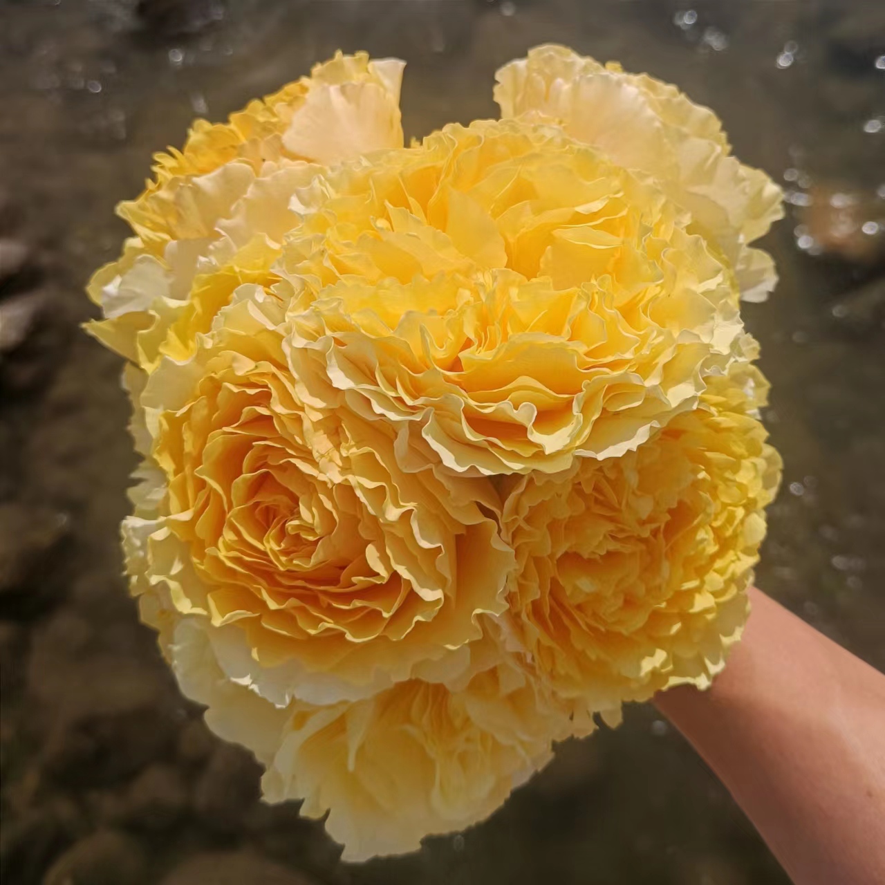 阳光笑容 月季花苗 黄色波浪花边灌木切花月季勤花阳台庭院盆栽苗