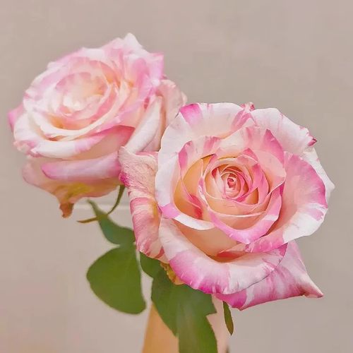 新品 霓裳 月季花苗 大花灌木条纹切花勤花月季玫瑰 庭院阳台盆栽