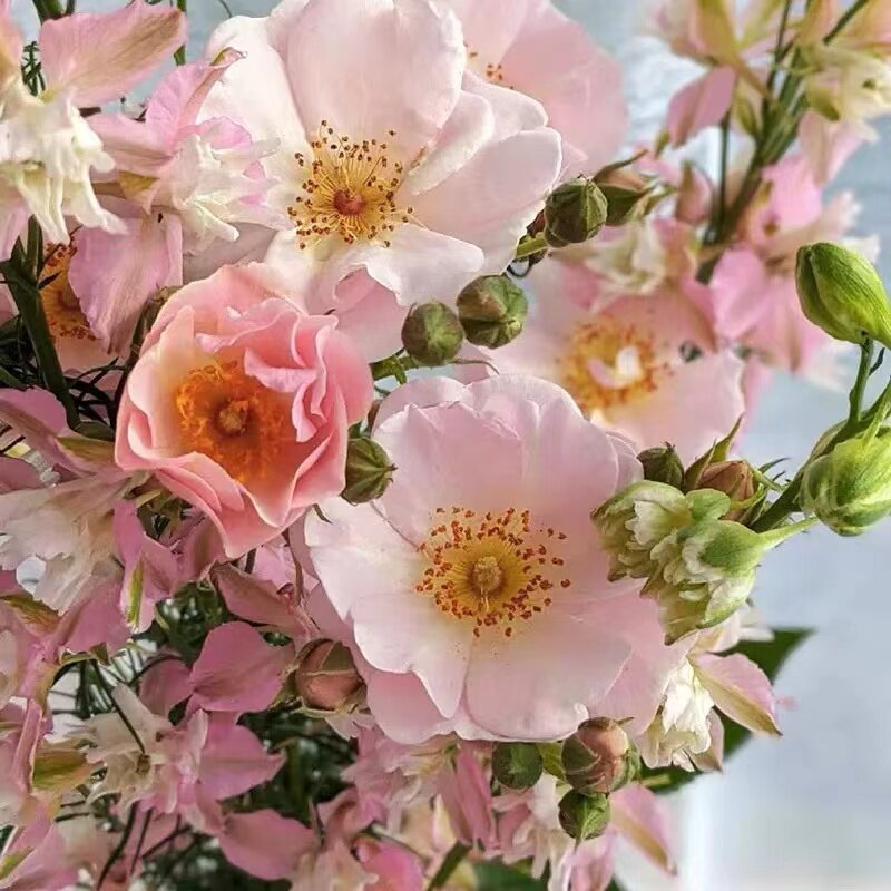 卖花姑娘/花姑娘月季花 可藤可灌勤花长势快阳台盆栽庭院