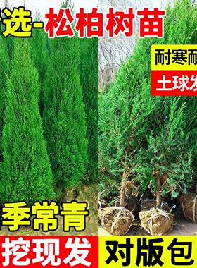 松柏树苗庭院绿化耐寒耐旱四季常青墓前树盆景塔柏侧柏龙柏工程苗