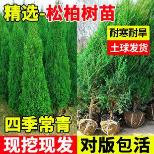 松柏树苗庭院绿化耐寒耐旱四季常青墓前树盆景塔柏侧柏龙柏工程苗