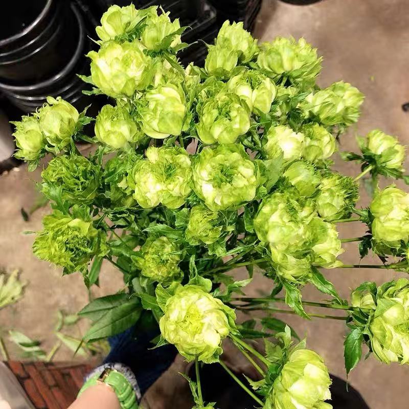 结绿珍月季花苗绿色玫瑰花卉