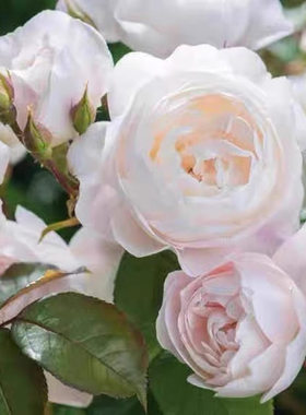 欧月 黛丝德蒙娜 月季花苗 奥斯汀多花浓香灌木月季 阳台盆栽花苗