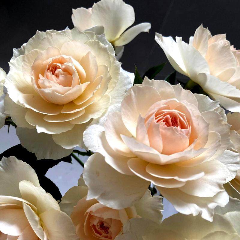 欧月 歌剧皇后 月季花苗 大花浓香灌木勤花月季 阳台庭院盆栽花卉,鲜花速递/花卉仿真/绿植园艺,月季/蔷薇/玫瑰,淘宝优惠券,粉丝福利购,淘宝优惠卷