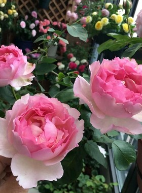 伊芙 惟一 月季花苗 大花浓香切花灌木勤花重瓣月季庭院阳台盆栽