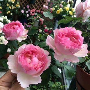 大花浓香切花灌木勤花重瓣月季 伊芙 花苗 月季 庭院阳台盆栽 惟一