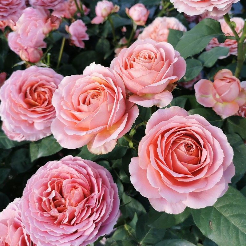 新品 浪漫古董 月季花苗 重瓣 勤花多头灌木玫瑰庭院阳台盆栽,鲜花速递/花卉仿真/绿植园艺,月季/蔷薇/玫瑰,淘宝优惠券,粉丝福利购,淘宝优惠卷